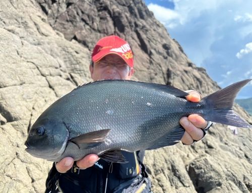 オナガグレの釣果