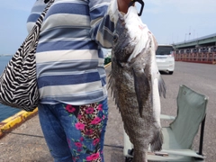 チヌの釣果