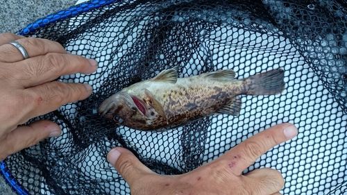 クロソイの釣果