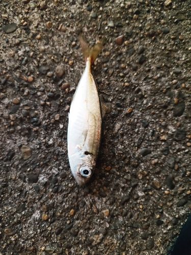 マアジの釣果