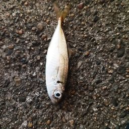マアジ