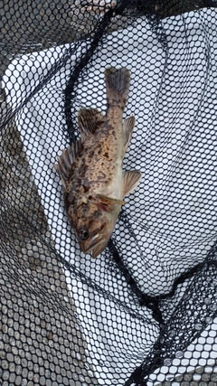 クロソイの釣果