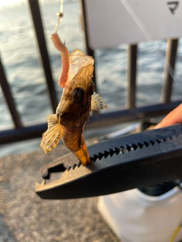 メゴチの釣果