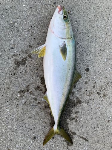メジロの釣果