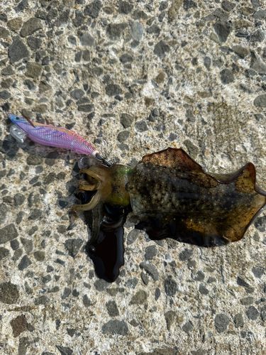 アオリイカの釣果