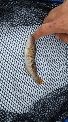 アイナメの釣果