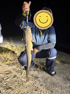 ニホンナマズの釣果