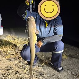 ニホンナマズ
