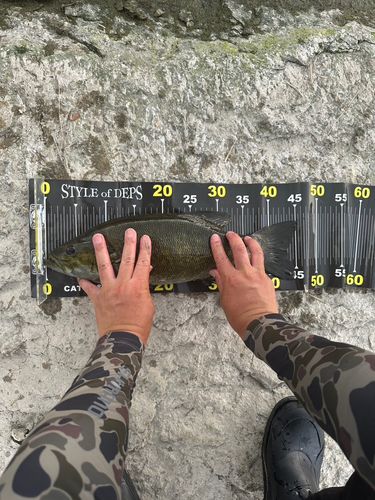 スモールマウスバスの釣果