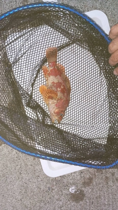 ヨロイメバルの釣果