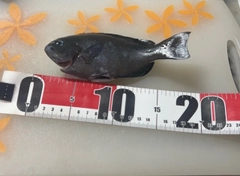 メジナの釣果