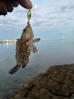 イシミーバイの釣果