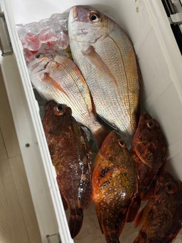 タイの釣果