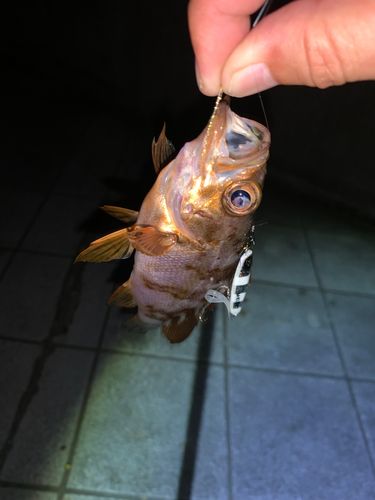 メバルの釣果