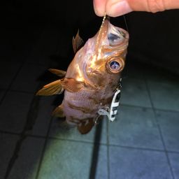 メバル