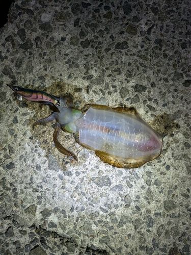 アオリイカの釣果