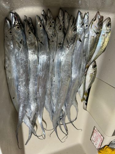 タチウオの釣果