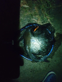 アメリカナマズの釣果