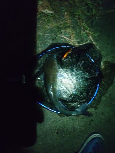 アメリカナマズの釣果