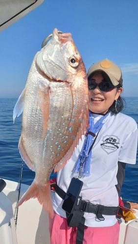 マダイの釣果