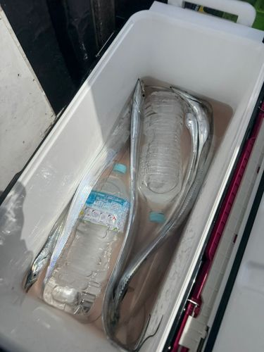 タチウオの釣果