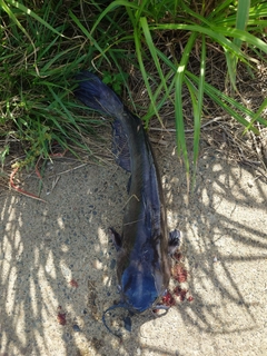 アメリカナマズの釣果