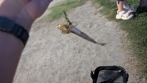 マハゼの釣果