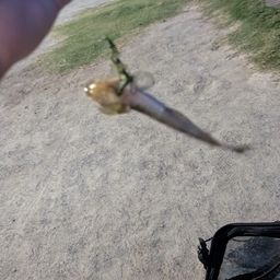マハゼ