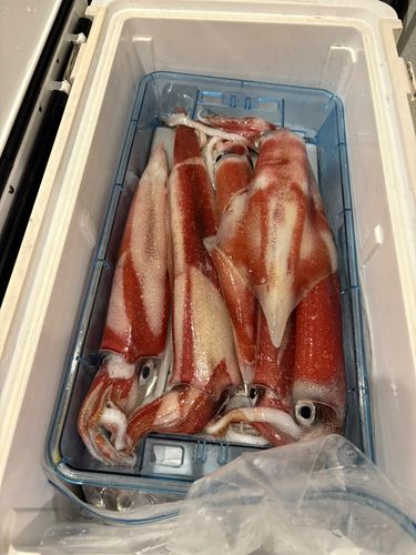 ケンサキイカの釣果