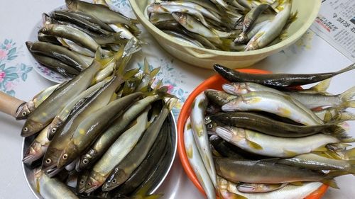 アユの釣果