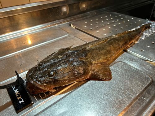 マゴチの釣果