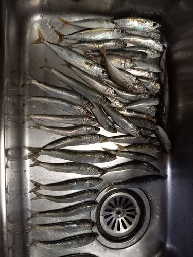 イワシの釣果