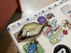 カイワリの釣果