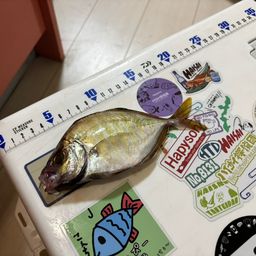 カイワリ