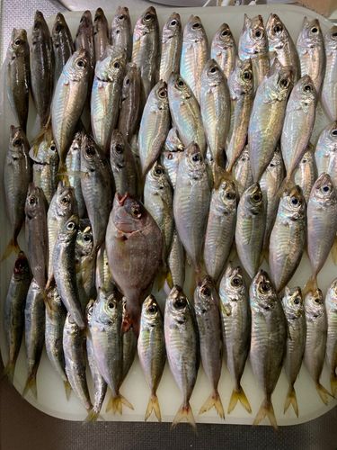 アジの釣果
