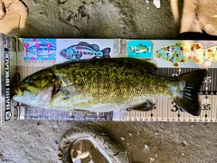スモールマウスバスの釣果