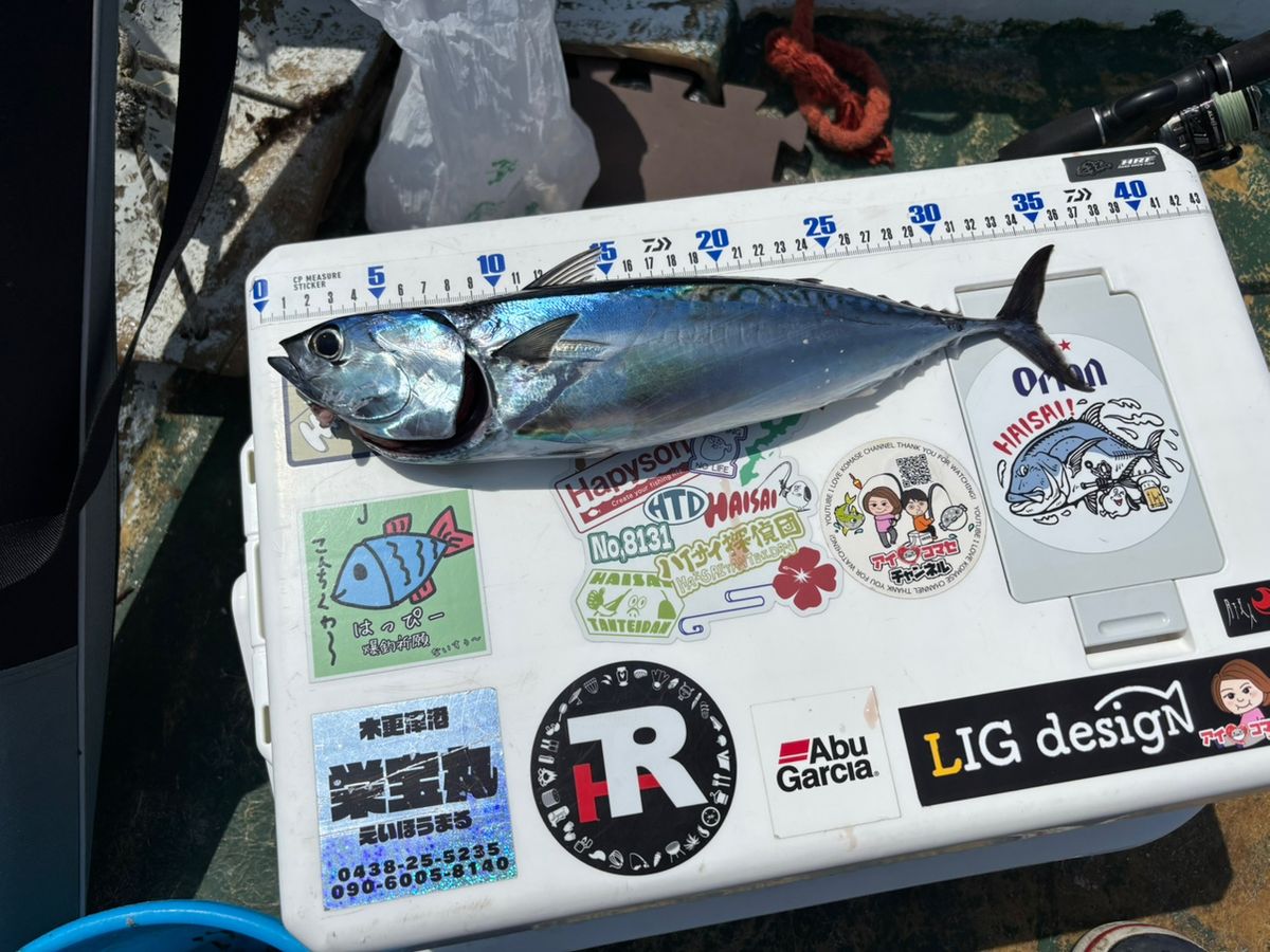 まなひなさんの釣果 1枚目の画像