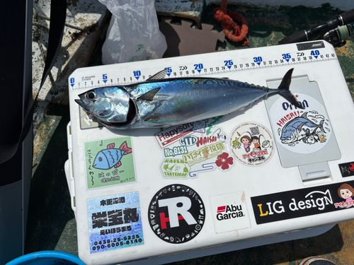 ソウダガツオの釣果