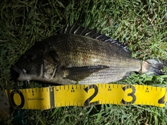 チヌの釣果