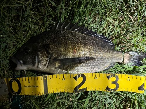 チヌの釣果