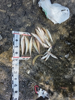キスの釣果