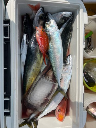 サバの釣果