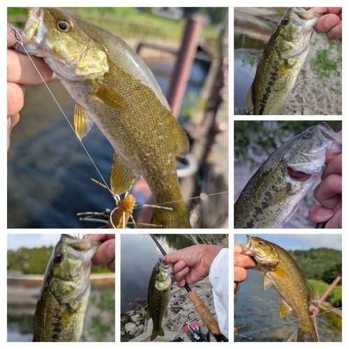 スモールマウスバスの釣果