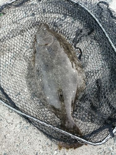 ヒラメの釣果