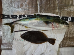 ブリの釣果