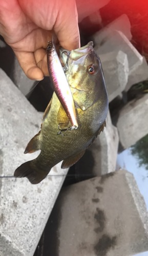 スモールマウスバスの釣果