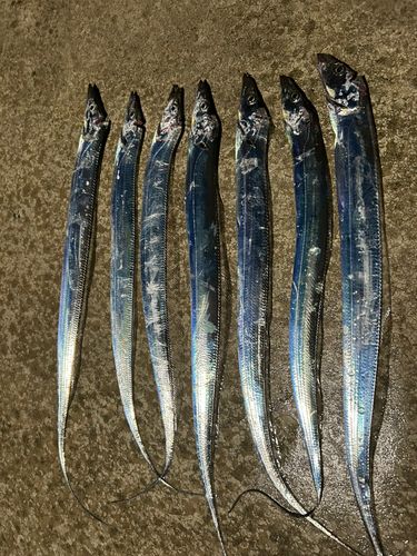 タチウオの釣果