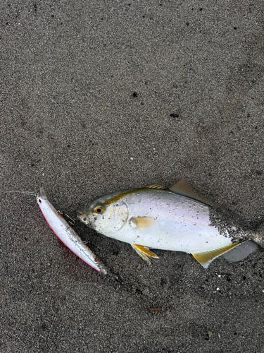 ショゴの釣果