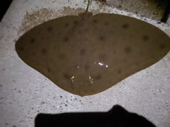 ツバクロエイの釣果