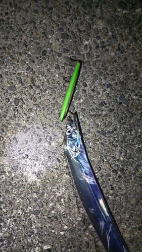 タチウオの釣果